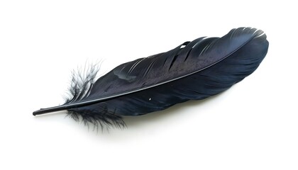 feather of a bird on a white background close-up macro