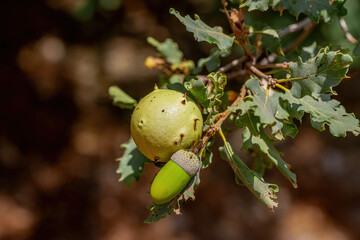 Quercus infectoria or Thuja oak in Izmir Yamanlara Mountain. Quercus infectoria or Thuja oak is an...