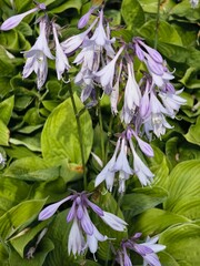 Hosta Ventricosa Large Green purple flowers