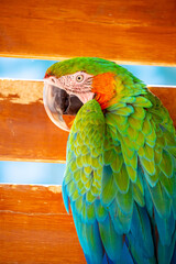 Macaw parrot close-up. The multi-colored parrot sits on a wooden fence.