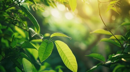 Obraz premium Sunlight shining on fresh green leaves in a forest. Natural environment and eco-friendly concept.