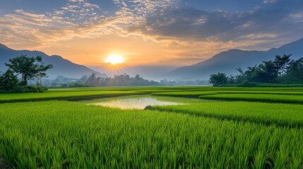 Obraz premium Serene Vietnamese countryside at dawn, with rice fields stretching into the horizon