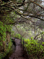 Fototapeta premium Hiking trail through a dense dark forest near an irrigation canal