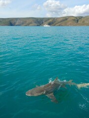The full length of a lemon shark is visible below the surface of the water, with its dorsal fin breaking the surface. The water is blue stretching to a hilly headland. A boat is in the distance.