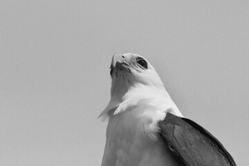 The head and upper torso of a sea eagle is seen from below. His face and chest are white, and his wings dark. His beak is curved. The photo is in black and white.