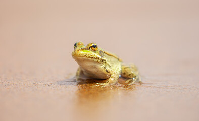 The frog sits on the sand on the shore of the lake. Beautiful wildlife landscape with place for text. The concept of protecting wildlife and ecology.