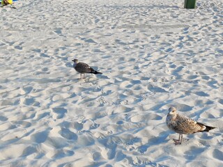 seagull on the sand