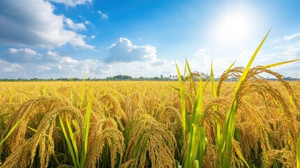 A rice field ready for harvest, no people, with ample space for text
