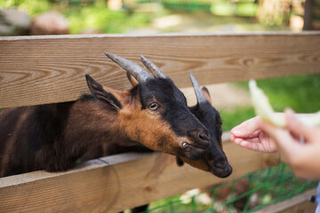 A girl's hand feeds goats at farm in a Summer's day. Goats head close up.