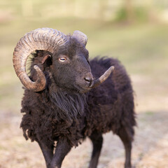 Beautiful strong male ouessant sheep