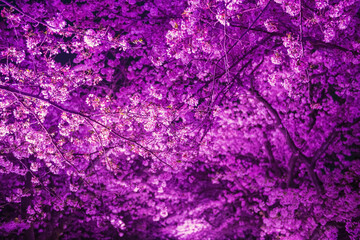 Cherry sakura blossom tunnel with pink light up in Maizuru park, Fukuoka