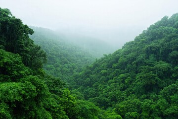 A breathtaking view of lush green valleys shrouded in mist, showcasing the beauty of untouched nature and serene landscapes.