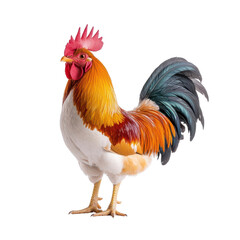 Fototapeta premium A vibrant rooster with a colorful plumage standing proudly. Perfect for agricultural themes and rural life imagery.