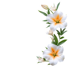 Fototapeta premium Beautiful white lilies with soft orange accents, surrounded by vibrant green leaves, perfect for nature-inspired designs.