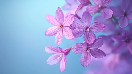 Obraz premium A tight shot of a purple blooms collection against a blue backdrop, softly blurred petals