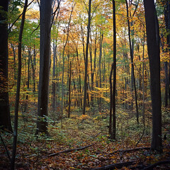 dense forest in mid-autumn