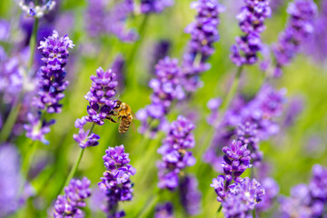 Naklejka premium Spring lavender flowers under sunlight. Bees pollinate flowers and collect pollen. Lavender honey. Beautiful landscape of nature with a panoramic view. Hi spring. long banner