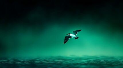 Fototapeta premium black-white bird