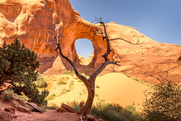 A tree in front of an arch in the monuments in the Monument Valley, Arizona USA © Martina