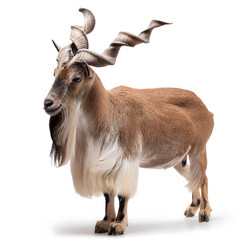 Fototapeta premium Markhor (Capra falconeri) mountain male goat full long swirly, curly, spiral horns strong body golden brown colour side view realistic Markhoor HD image. Asian Pakistan, isolated on a white background