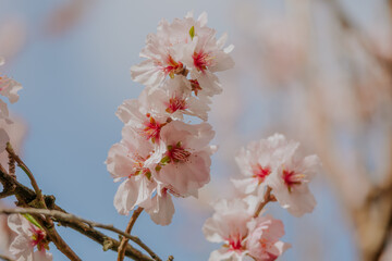 blossom cherry bloom in spring, pink sakura close up, blue sky background
