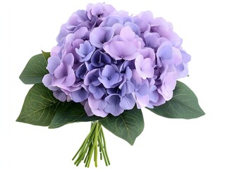 Fototapeta premium Purple hydrangea isolated on white
