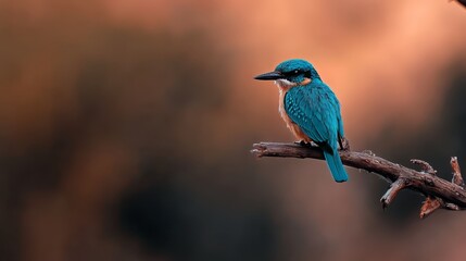 Naklejka premium A blue bird perched on a branch against a softly blurred sky background