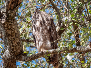 Well camouflaged Spotted Eagle Owl (Bubo africanus) in the Serengeti National Park in Tanzania. The...