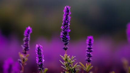 purple blooms in sharp focus, background blurred with more purple flowers