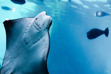 Naklejka premium manta ray swimming in the water, blue sea with sunlight