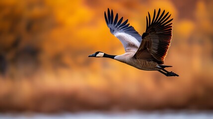 Fototapeta premium A goose flies in the air, wings spread wide, head turned aside