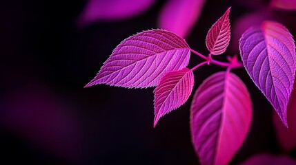  A tight shot of a pink leaf on a branch, with leaves on the opposite side visible