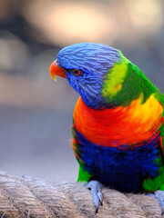 Green parrot Rainbow Lorikeets sitting on branch
