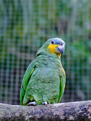 Obraz premium Amazone Aourou Parrot sitting on a rope