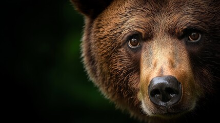  A tight shot of a brown bear's face against a dark backdrop, the surroundings subtly blurred