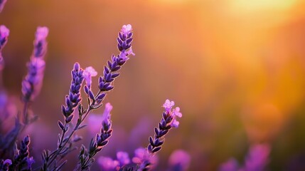 Obraz premium A tight shot of a plant boasting purple blooms in the foreground against a vividly bright yellow backdrop