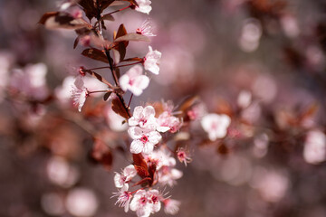 Obraz premium close up pink cherry blossom flowers petals blur blue sky
