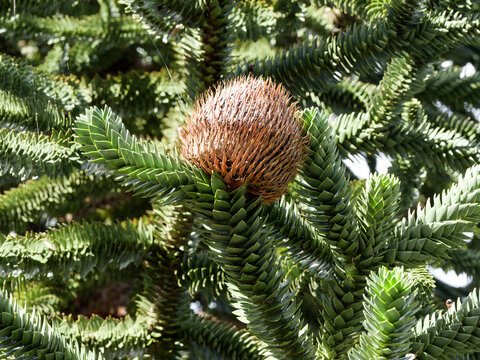 Ausgewachsene B&auml;ume der Chilenischen Araukarie (Araucaria araucana) mit Weiblichen braunen Bl&uuml;tenzapfen 'Cabezas' an der Spitze der Zweige