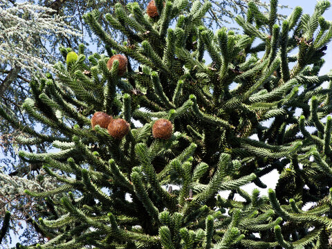 (Araucaria araucana) Chilenische Araukarie oder monkey puzzle tree mit Weibliche Zapfen 'Cabezas'  anfangs gr&uuml;n mit goldgelben Dornenwerden sp&auml;ter zu braunen  an der Spitze der Zweige
