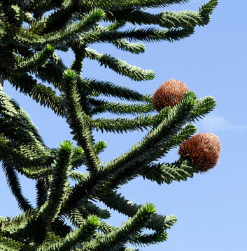 (Araucaria araucana) Chilenische Araukarie Baum mit Weiblichen braunen Bl&uuml;tenzapfen 'Cabezas', kugelig mit goldgelben Dornen an der Spitze der Zweige umgeben von dreieckigen und spitzen gr&uuml;nen Bl&auml;tter