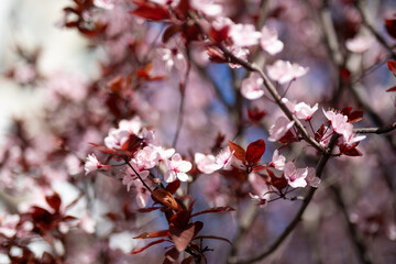 close up pink cherry blossom flowers petals blur blue sky