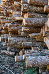 A towering stack of lumber, freshly cut from the logging site,