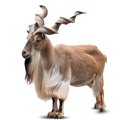 Fototapeta premium Markhor (Capra falconeri) mountain male goat full long swirly, curly, spiral horns strong body golden brown colour side view realistic Markhoor HD image. Asian Pakistan, isolated on a white background