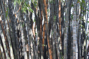 Asian Bamboo forest, Black bamboo (Gigantochloa atroviolacea).