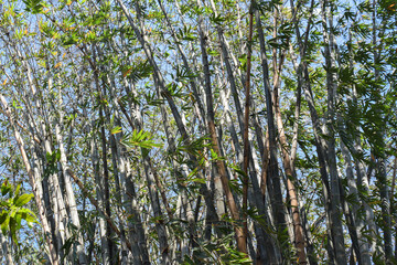 Fototapeta premium Asian Bamboo forest, Black bamboo (Gigantochloa atroviolacea).