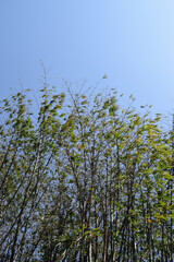 Asian Bamboo forest, Black bamboo (Gigantochloa atroviolacea). Bamboo forest looking up to sky