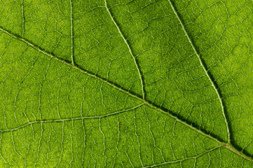 Close-Up of Green Leaf Texture