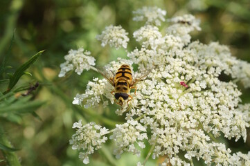 A bee on a flower. Insects in summer.