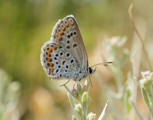A beautiful little butterfly on a flower. Beautiful insects.
