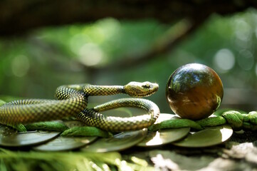 A small tiger eye ball and a snake figurine. Fortune telling and horoscope.